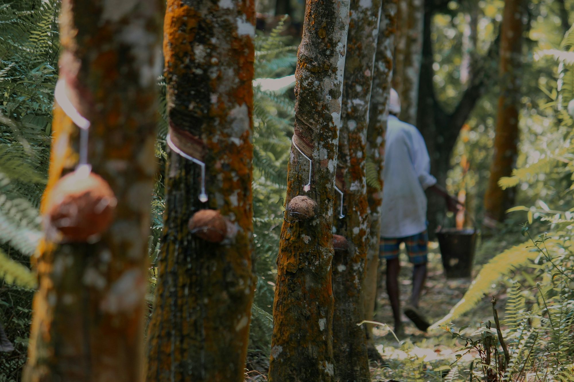 Rubber tapping on a Sri Lankan plantation